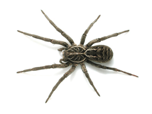 Common Spider Bite Symptoms: Household, Wolf Spider